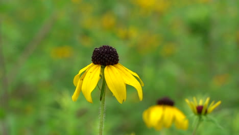 Susans-De-Ojos-Negros-Moviéndose-En-La-Ligera-Brisa-De-La-Tarde