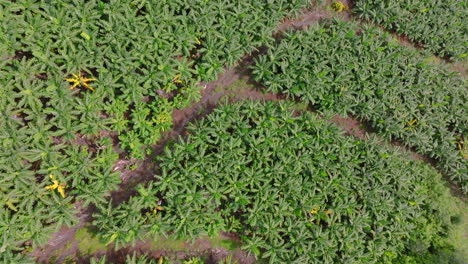 drone footage showing banana plantations near coffs harbour