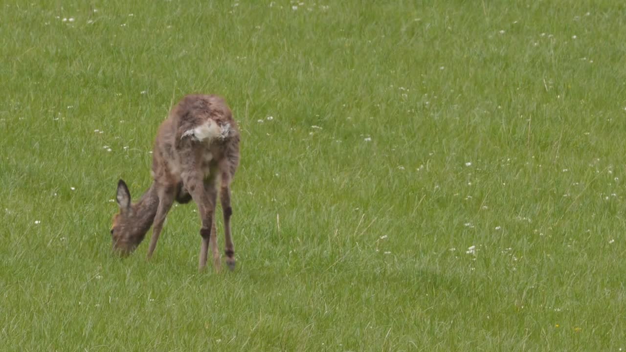Wide of baby deer walking through lush green field and eating