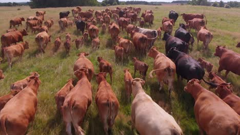 aerial shot over herd of red and black angus cattle running in organic farm open field