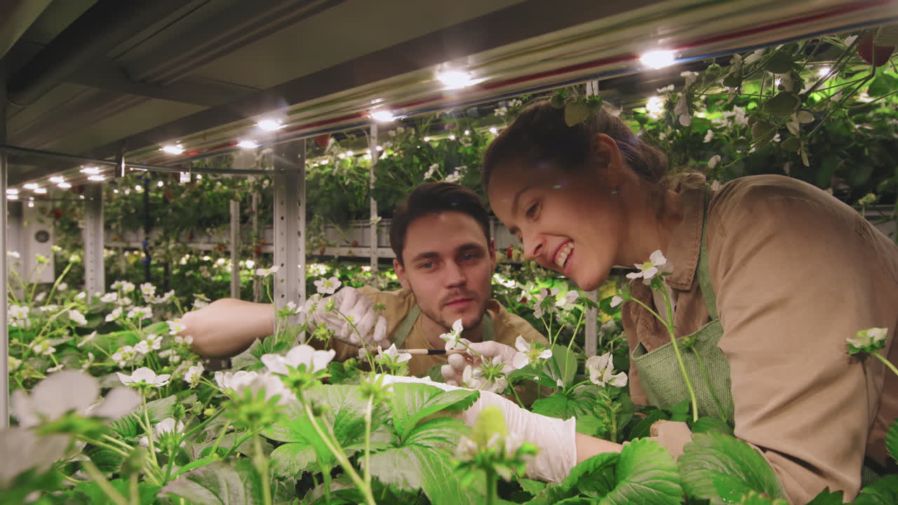 Indoor Strawberry Farming
