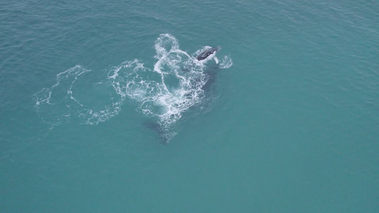 Cenital view over humpback whale mom while teaching swim to her breeding in Gulf of California