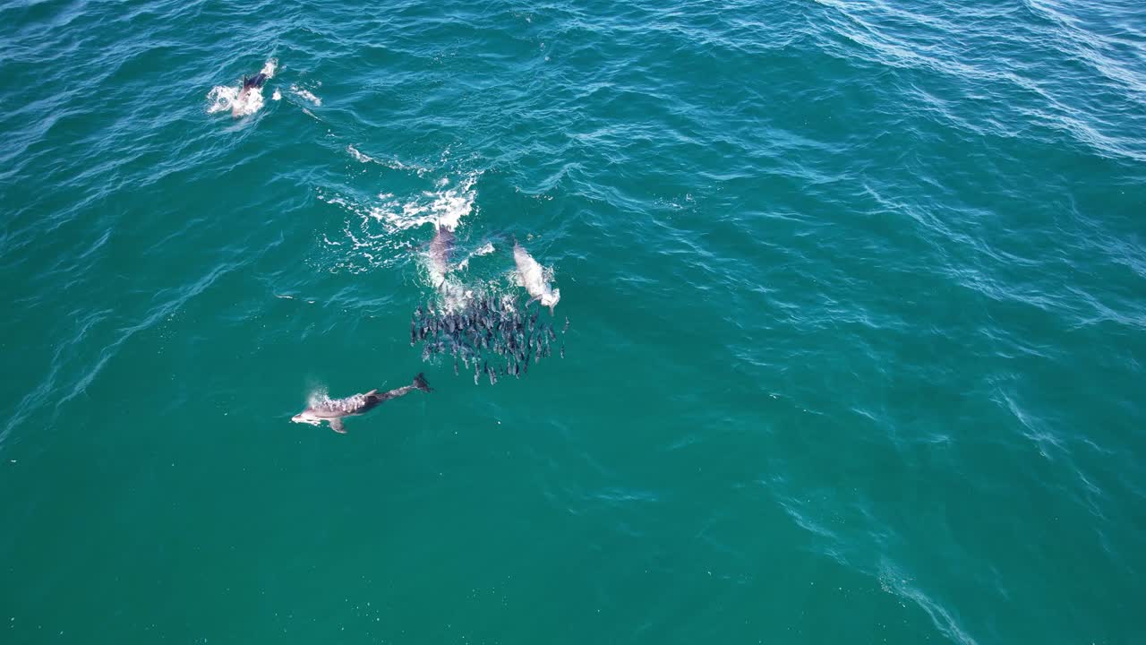 오스트레일리아 의 뉴 사우스 웨일스 에서 레트 물고기 를 사냥 하는 바구니 코 돌고래 - 드론 촬영