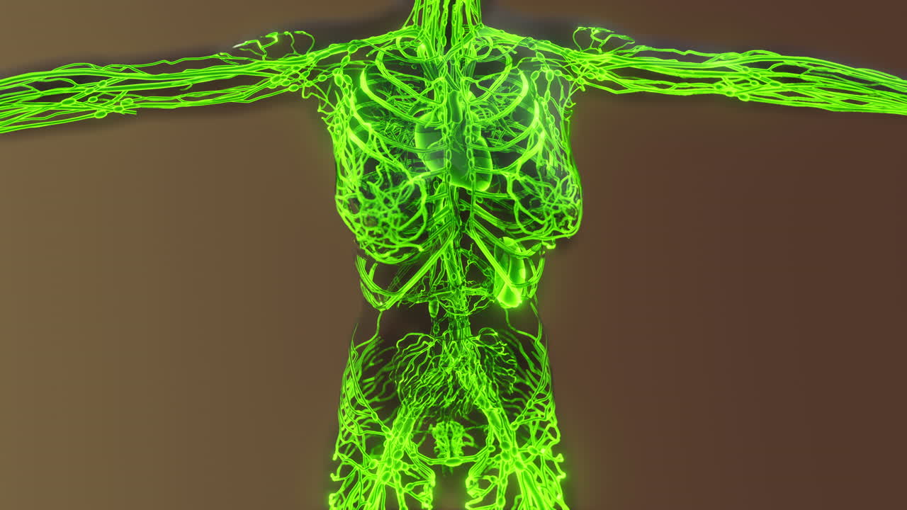 exploración médica del sistema circulatorio humano