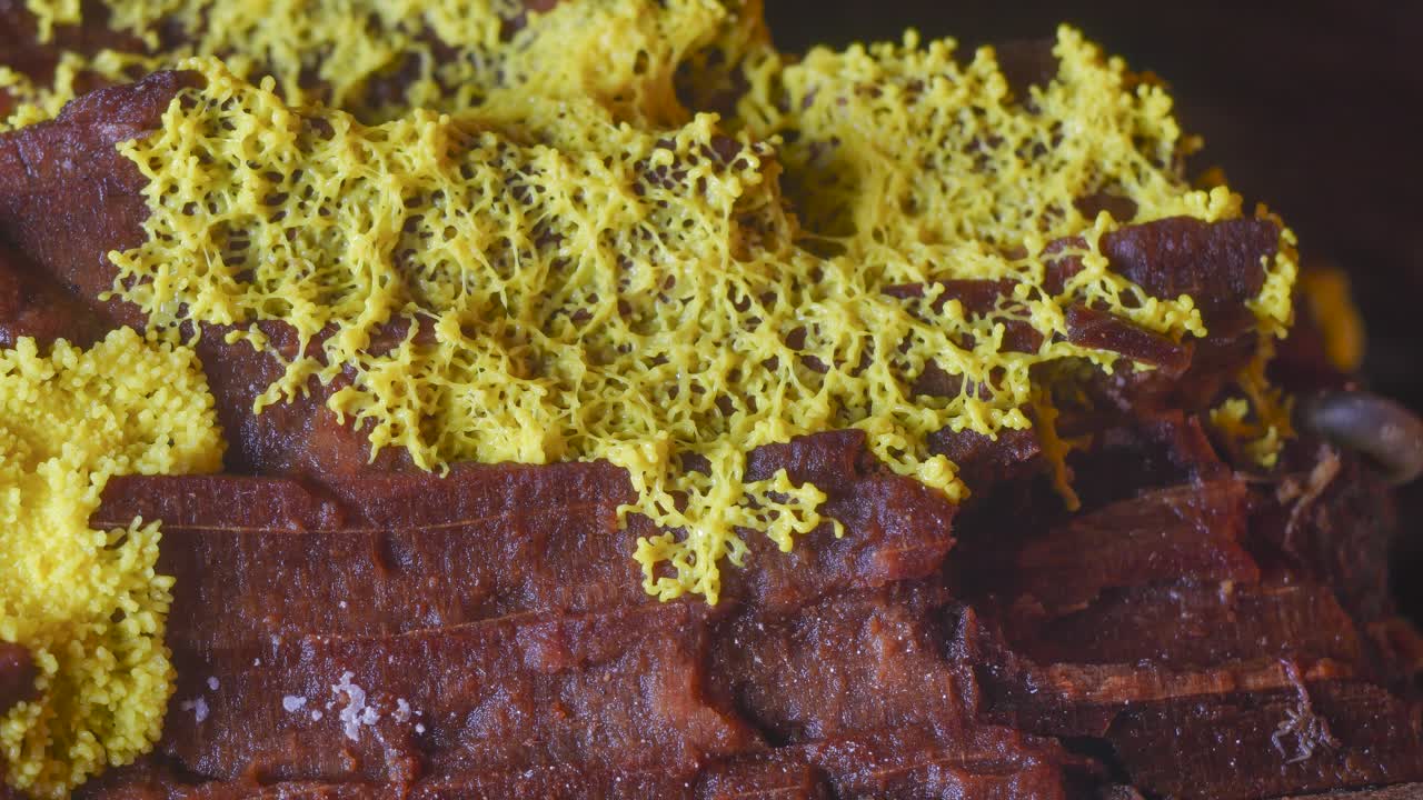 Yellow slime mold plasmodium pulsating motion over rotten wood
