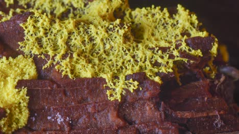 yellow slime mold plasmodium pulsating motion over rotten wood