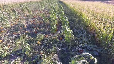 Rückwärtsflug-über-Einem-Städtischen-Bauernhof-Kürbisbeet-Gartengrundstück