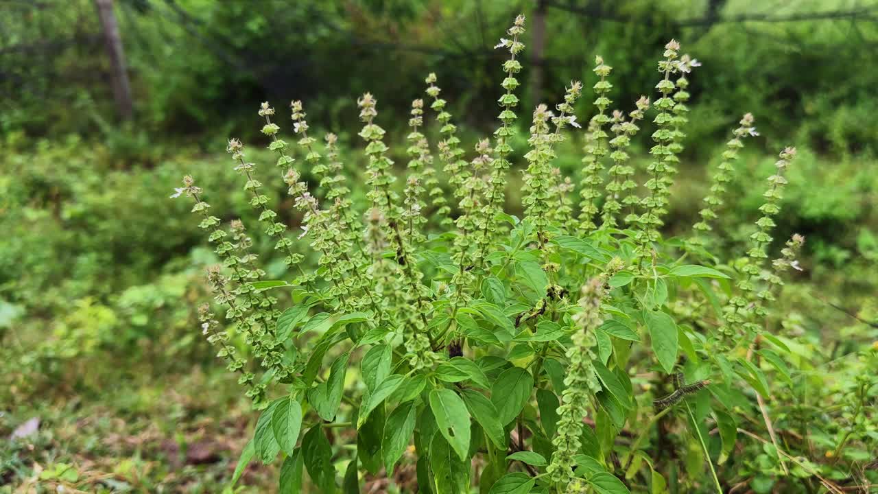 Close-up of flowering Ocimum tenuiflorum (Tulsi or Holy Basil) plant in a green garden environment, symbolizing Ayurveda, spirituality, and natural herbal medicine in India