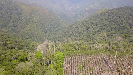 plantación de café en la selva montañosa boliviana