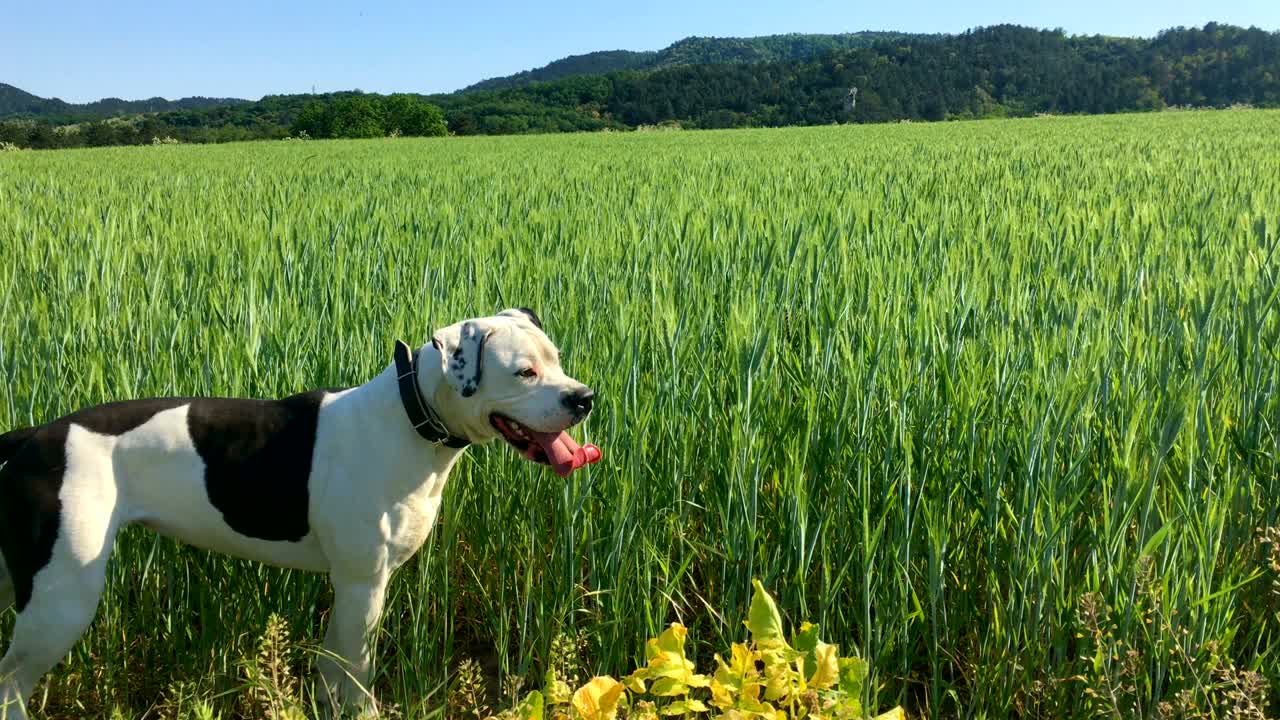 개는 서서 도망치고 뛰어내립니다.