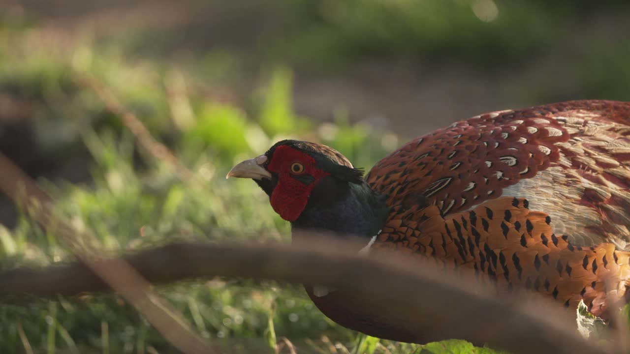 Beautiful close-up of pheasant bird drinking water early morning