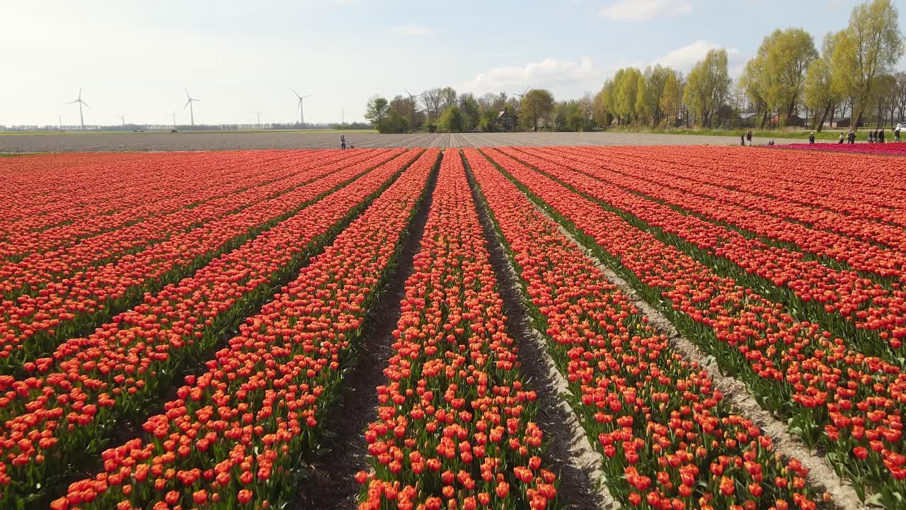 воздушное движение вперед над оранжевым полем тюльпанов