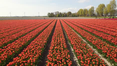 Luftaufnahme-über-Orangefarbenem-Tulpenfeld,-Vorwärtsbewegung