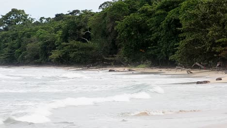 person swimming in the shallow water at playa blanca in cahuita national park