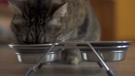 A-female-cat-taking-dry-food-from-metal-dish.-Metal-dish-with-food-and-water.-Slow-Motion-shot