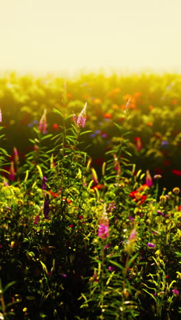 a vibrant field of wildflowers bathed in golden sunlight