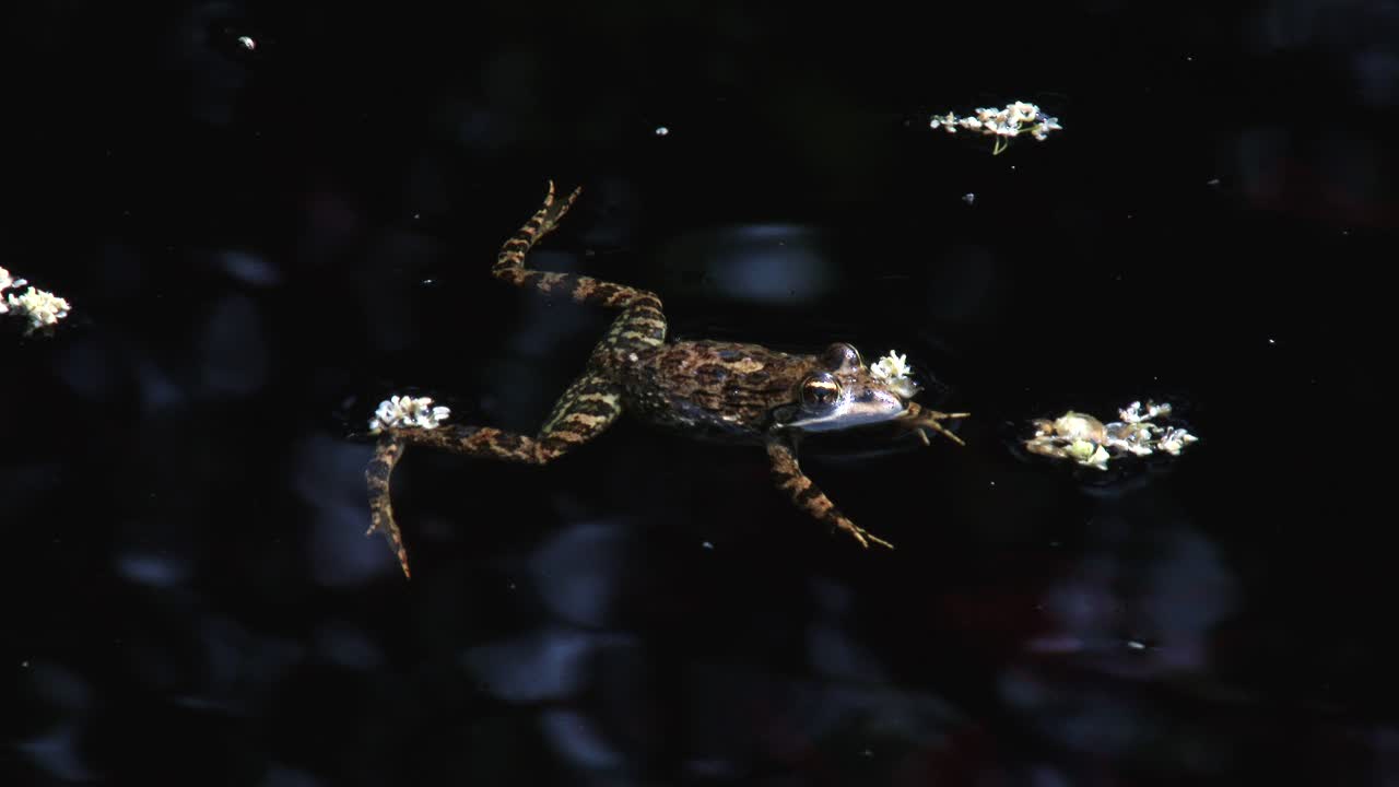 A Cape river frog floating in a slow moving stream, dark background and close up