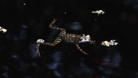 Ein-Kapflussfrosch,-Der-In-Einem-Sich-Langsam-Bewegenden-Strom-Schwimmt,-Dunkler-Hintergrund-Und-Nahaufnahme