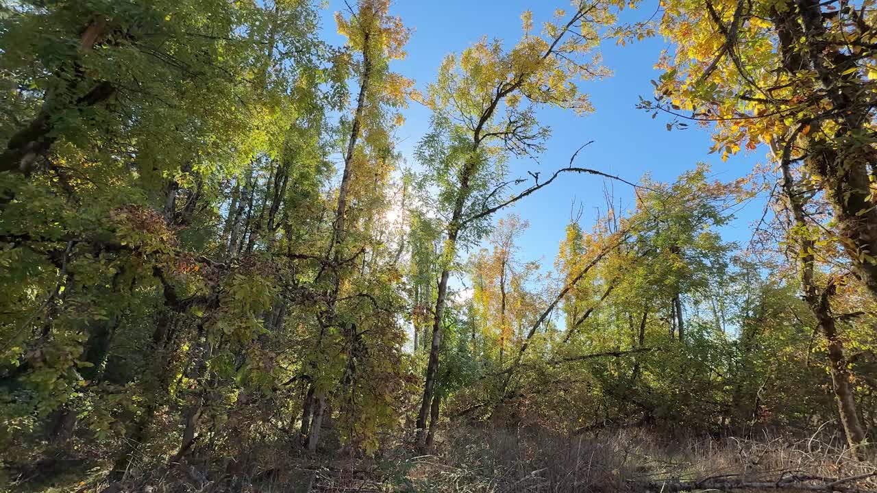 Alberi dai colori autunnali con cielo blu e soleggiato.