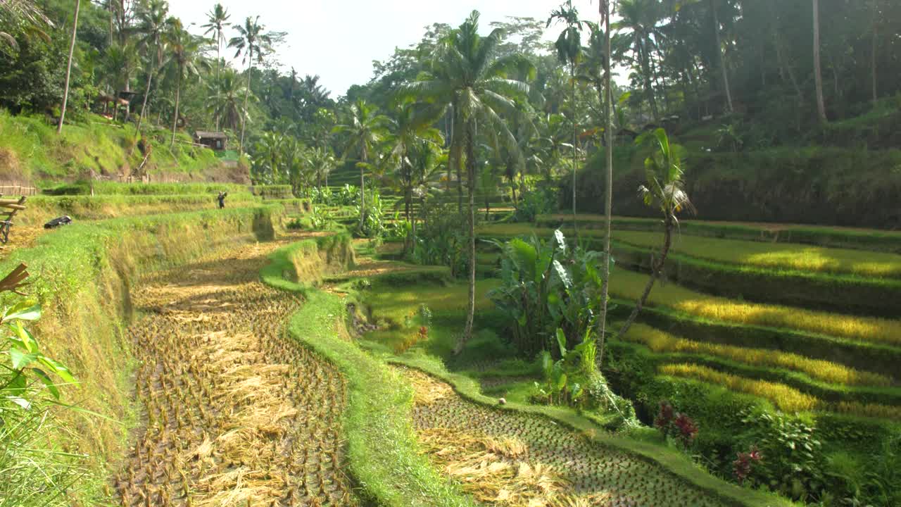 Ripresa panoramica delle risaie a terrazze di Tegallalang a Ubud, Bali, Indonesia, all'alba in una giornata di sole.