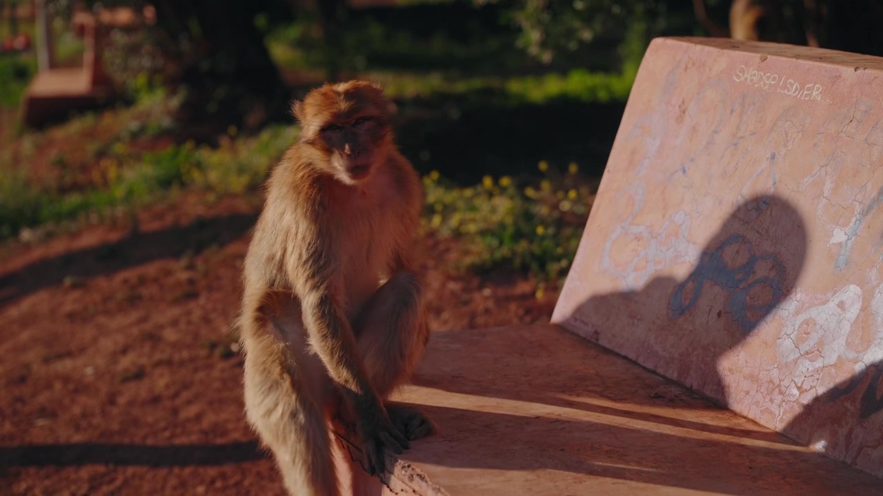 Barbary Macaque Monkey Resting On Concrete Wall In Warm Evening Light In Morocco