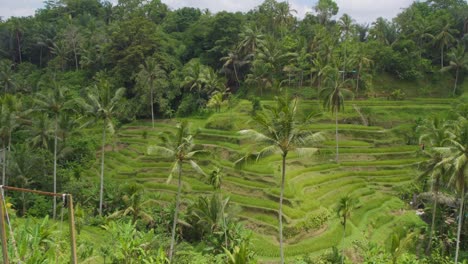 panorama de las terrazas de arroz de tegallalang paisaje en gianyar, bali, indonesia