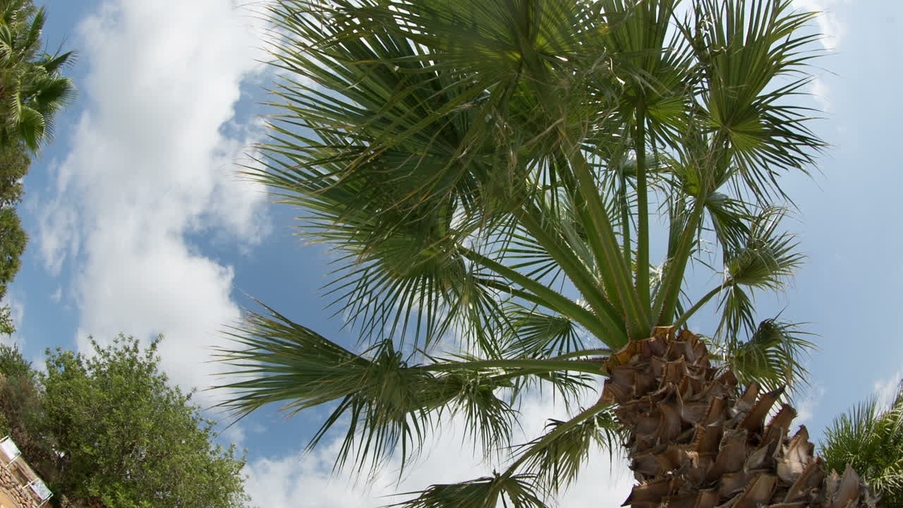 ojo de pez palmera 01