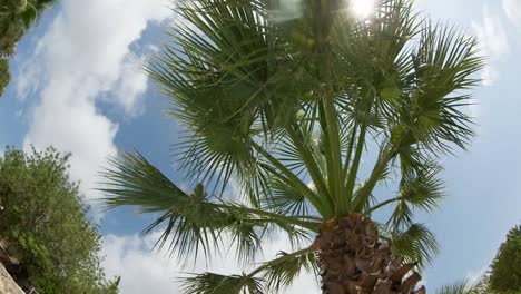 palm tree fisheye 01