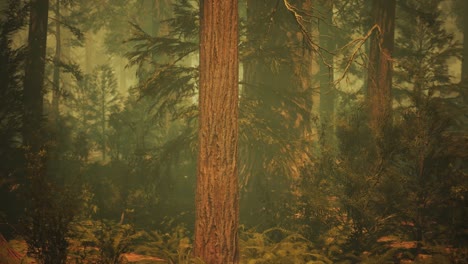 loop giant sequoia trees at summertime in sequoia national park, california