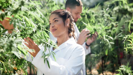 scientists researching cannabis plants