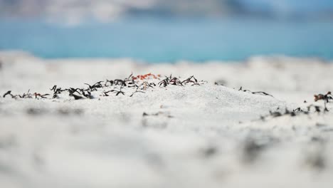 Miniatur-Algen-Und-Kel-Auf-Dem-Trockenen-Sandstrand