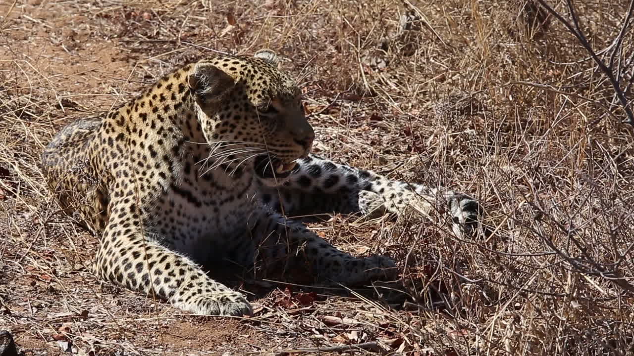 una leopardo hembra enojada descansando en la hierba seca mientras muestra sus dientes y silbidos