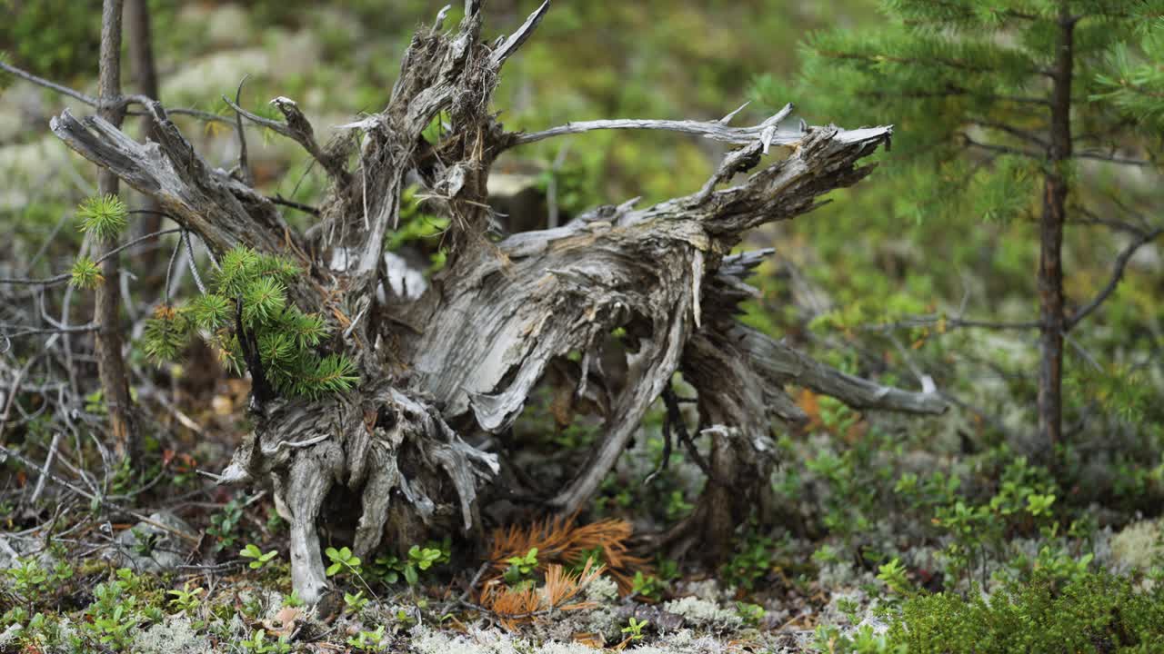 The twisted roots of a tree, worn by time, are complemented by fresh green growth in a peaceful forest setting.