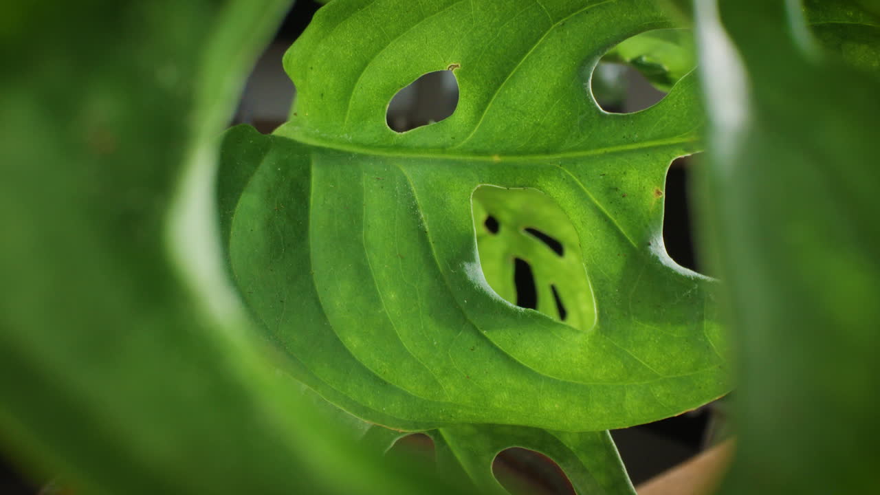 monstera adansonii planta de la casa la cámara se inclina hacia arriba