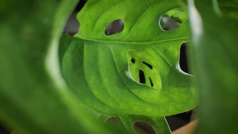 monstera adansonii planta de la casa la cámara se inclina hacia arriba
