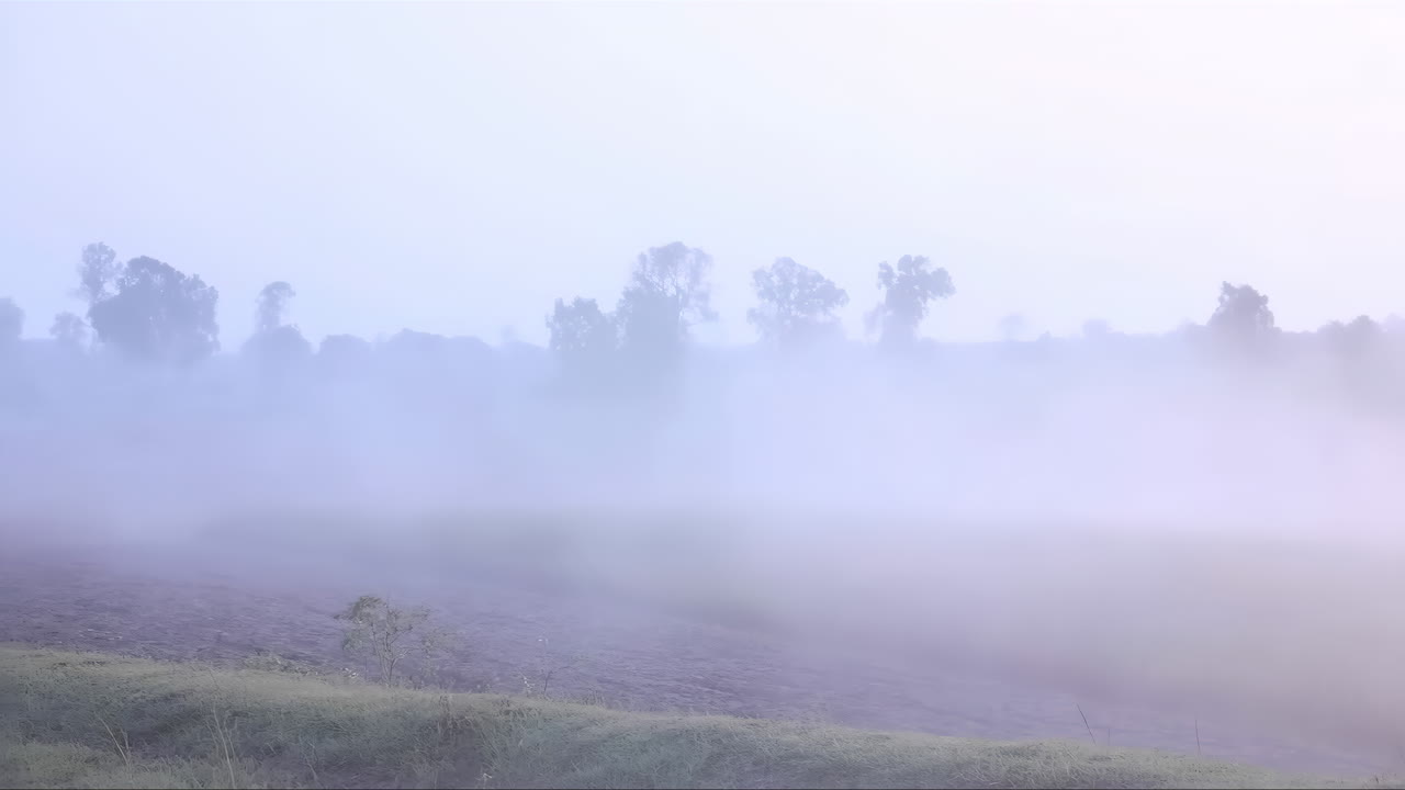 Paesaggio sereno e nebbioso con campi e alberi all'alba