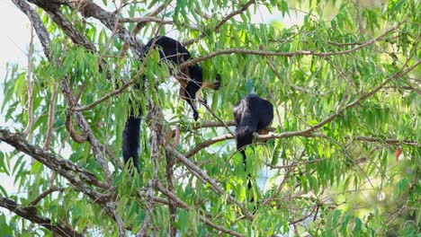 ardilla gigante negra, ratufa bicolor vista comiendo con las dos manos y luego se mueve a la rama inferior mientras la otra no se mueve, parque nacional khao yai, tailandia