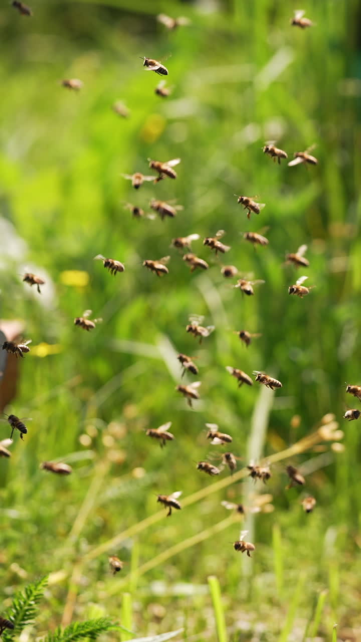 Swarm of bees at the entrance of the hive. Bees fly up to the hive in the apiary carrying pollen in summer. Flying bees on greenery backdrop. Close-up.. Vertical video
