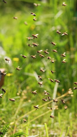 swarm of bees at the entrance of the hive. bees fly up to the hive in the apiary carrying pollen in summer. flying bees on greenery backdrop. close-up.. vertical video