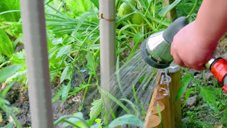 la mano del niño sostiene el rociador de agua y lo vierte con un chorro de agua del grifo de la ducha