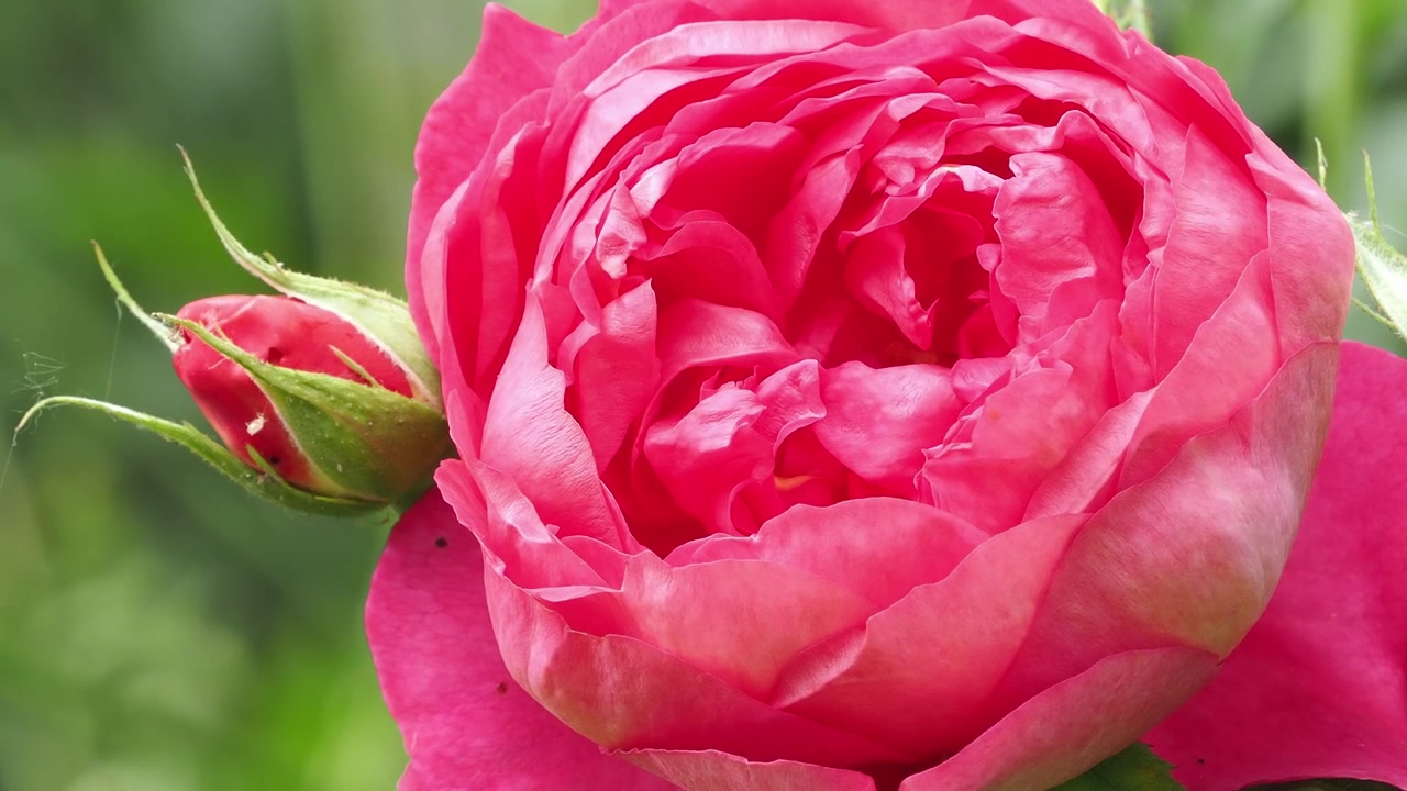 Rosa rosa de muchos pétalos con capullos a su lado.