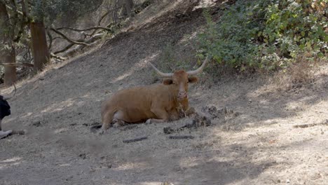 A-cow-sitting-in-the-shade-chewing-on