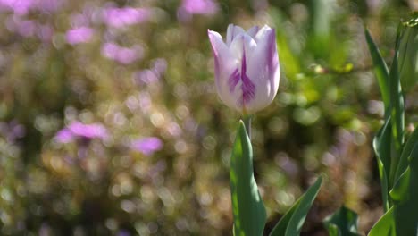 solitario tulipán púrpura-blanco que sopla en el viento en un jardín de flores en primavera