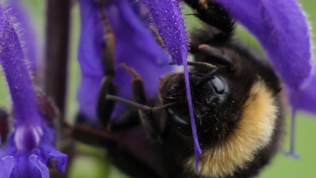 foto macro de un abejorro sentado en una flor morada en cámara lenta