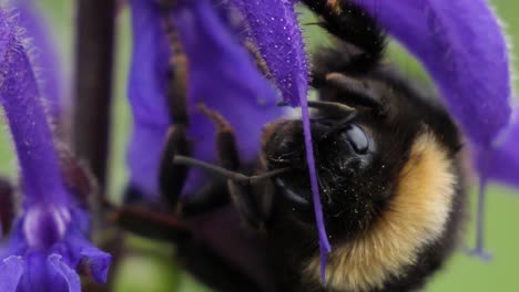 macro shot of a bumblebee sitting on a purple flower in slow motion