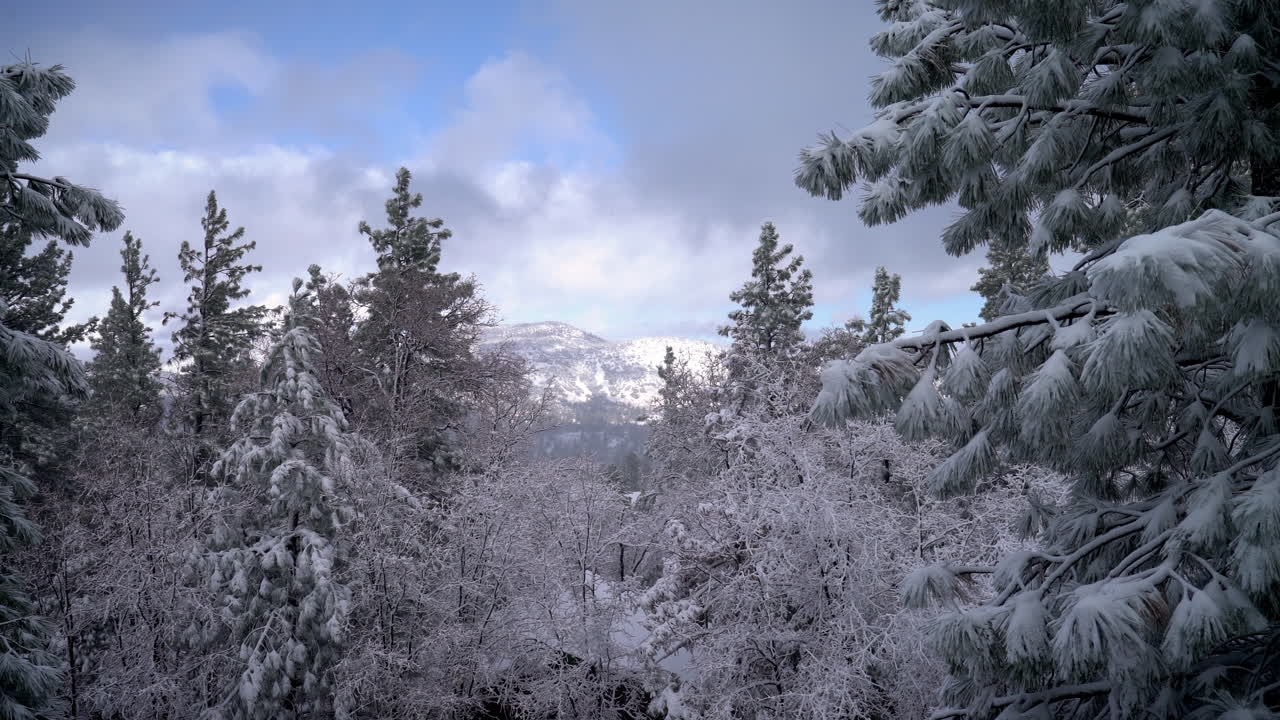 Sneklædt vinterlandskab i Big Bear, Californien