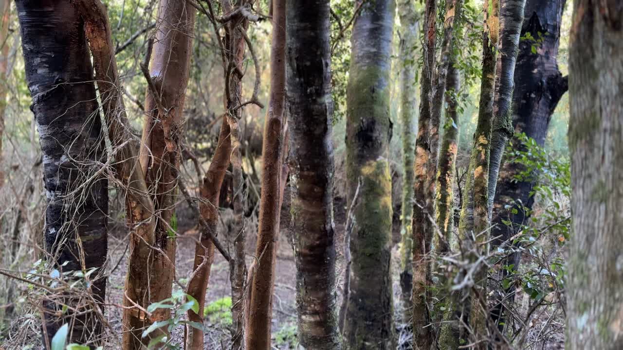 Water Reflection over the trees 