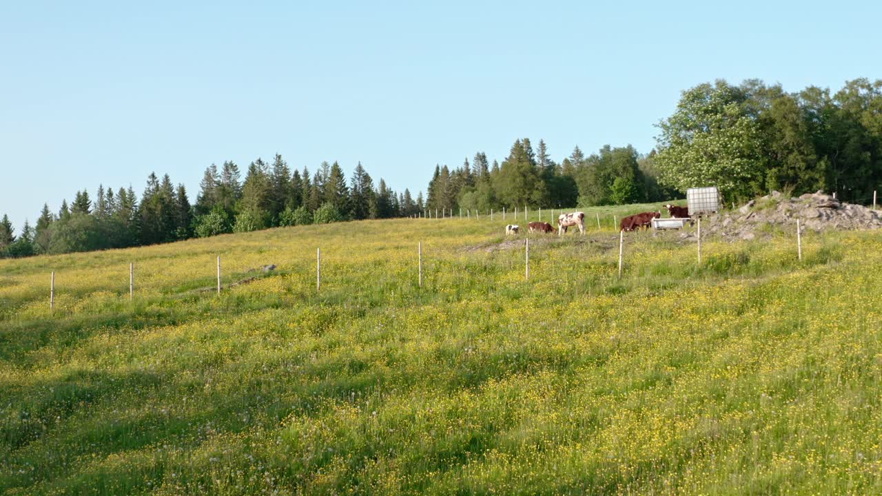 Idyllic Field With Herd Of Cows Grazing - aerial pullback