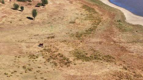 the-horse-wandering-by-the-Buldan-Lake-slow-motion