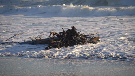foamy ocean waves hitting a fallen tree trunk with massive roots. slow motion